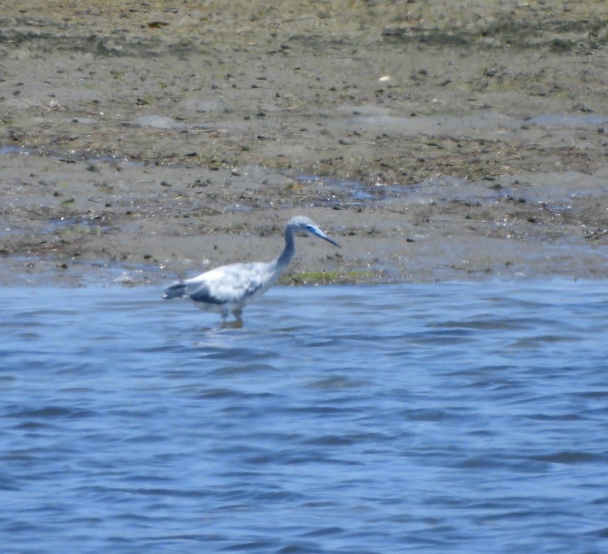 Little Blue Heron - ML620514951