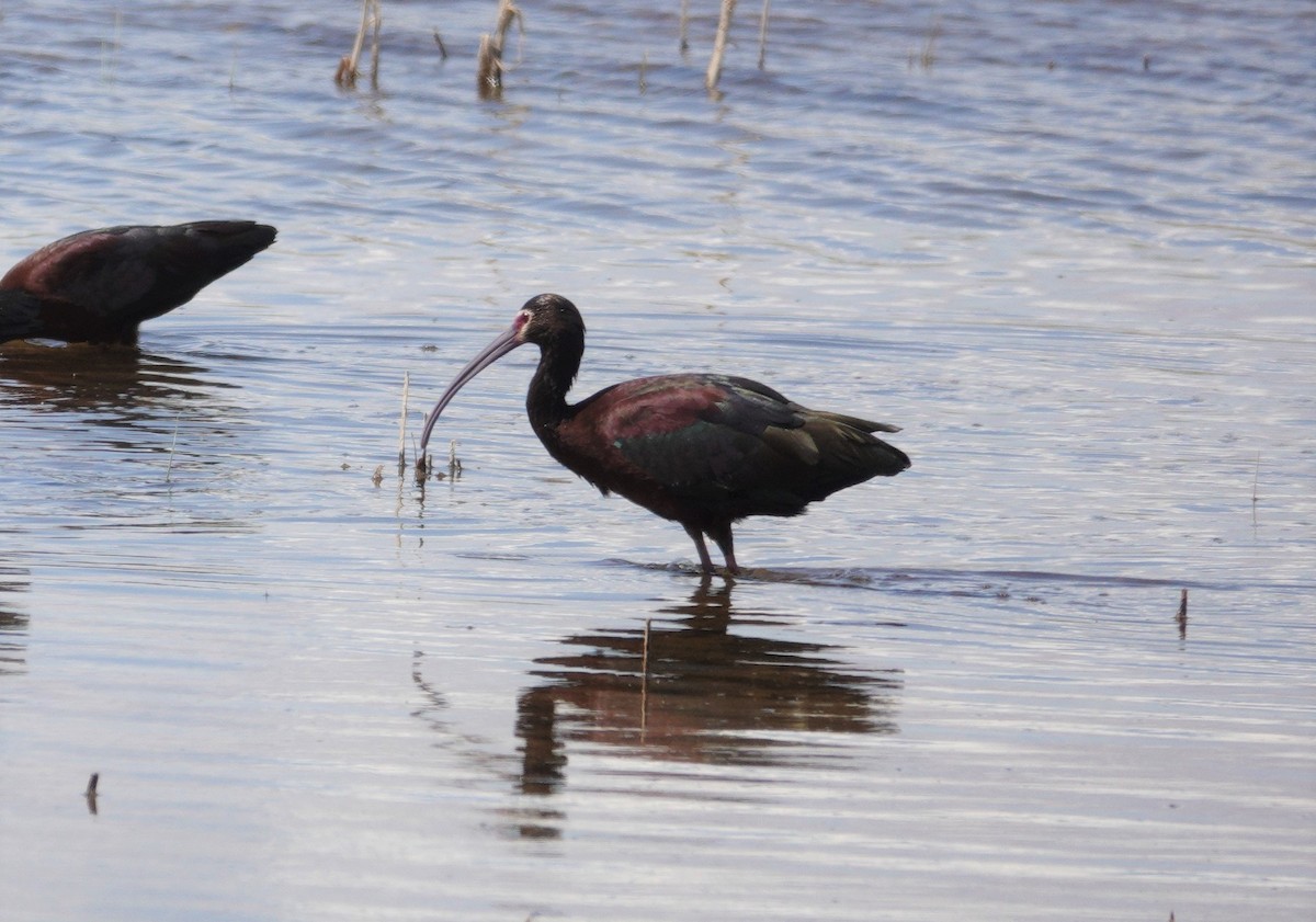 ibis americký - ML620514952