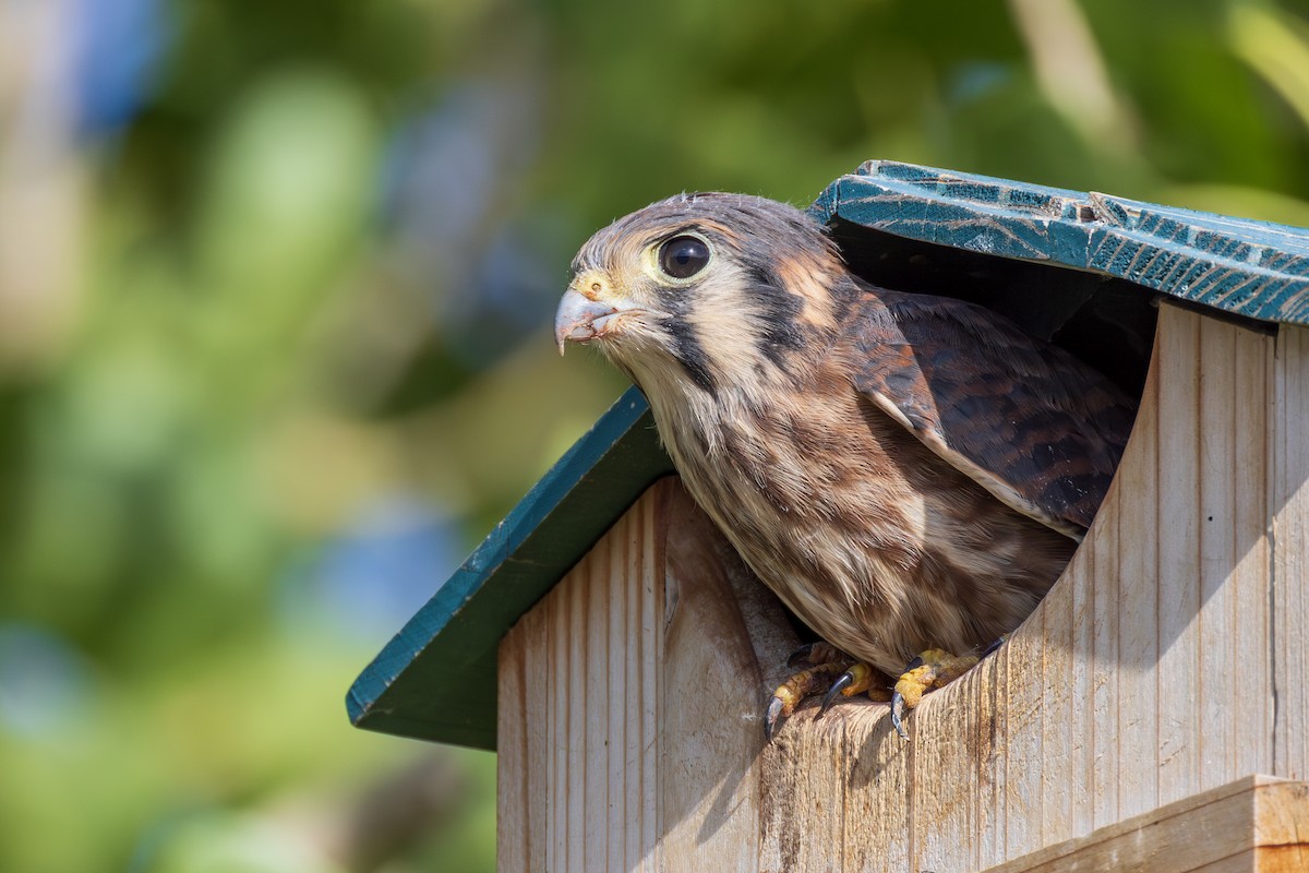 American Kestrel - ML620514962