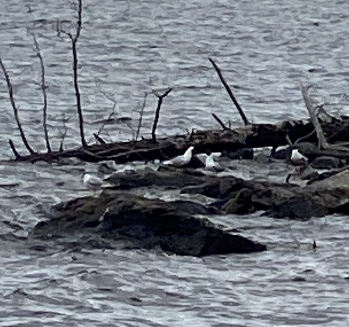 Bonaparte's Gull - ML620514963