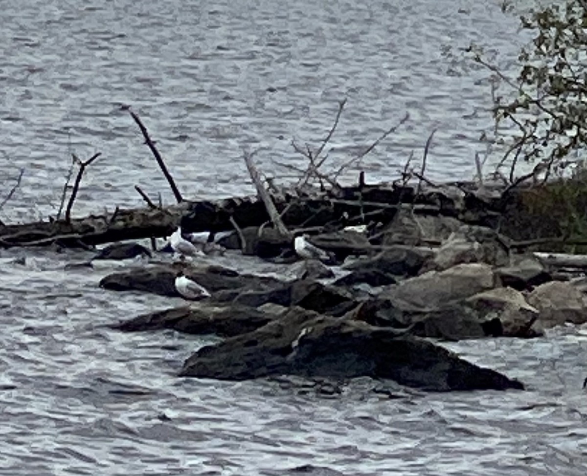 Bonaparte's Gull - ML620514964