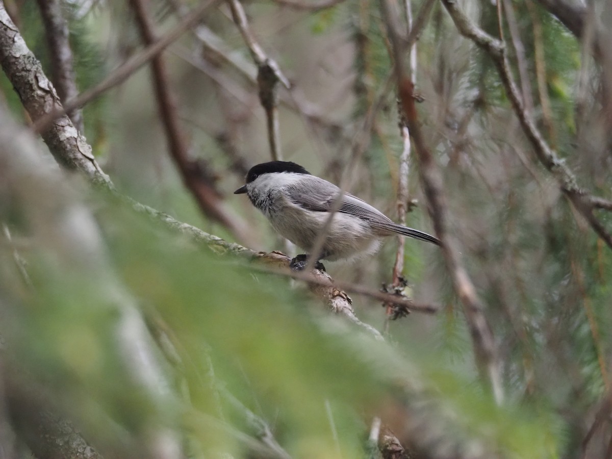 Willow Tit - ML620514968