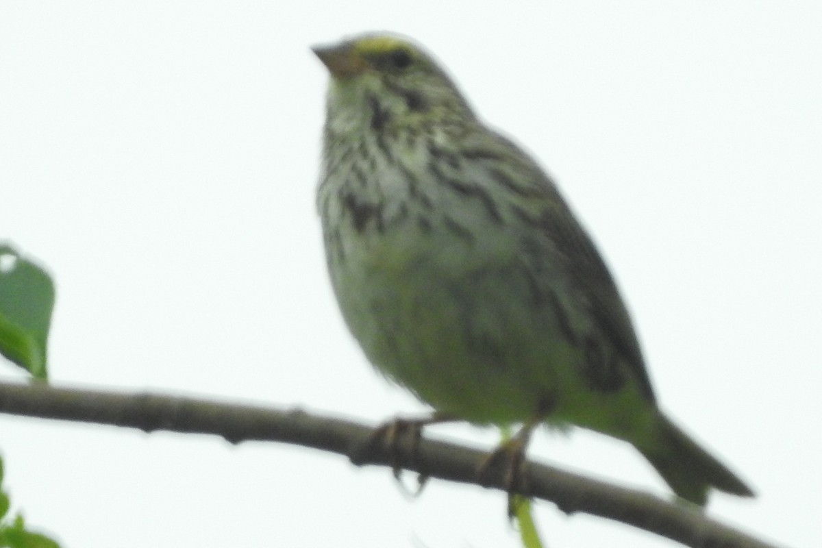 Savannah Sparrow - ML620514971