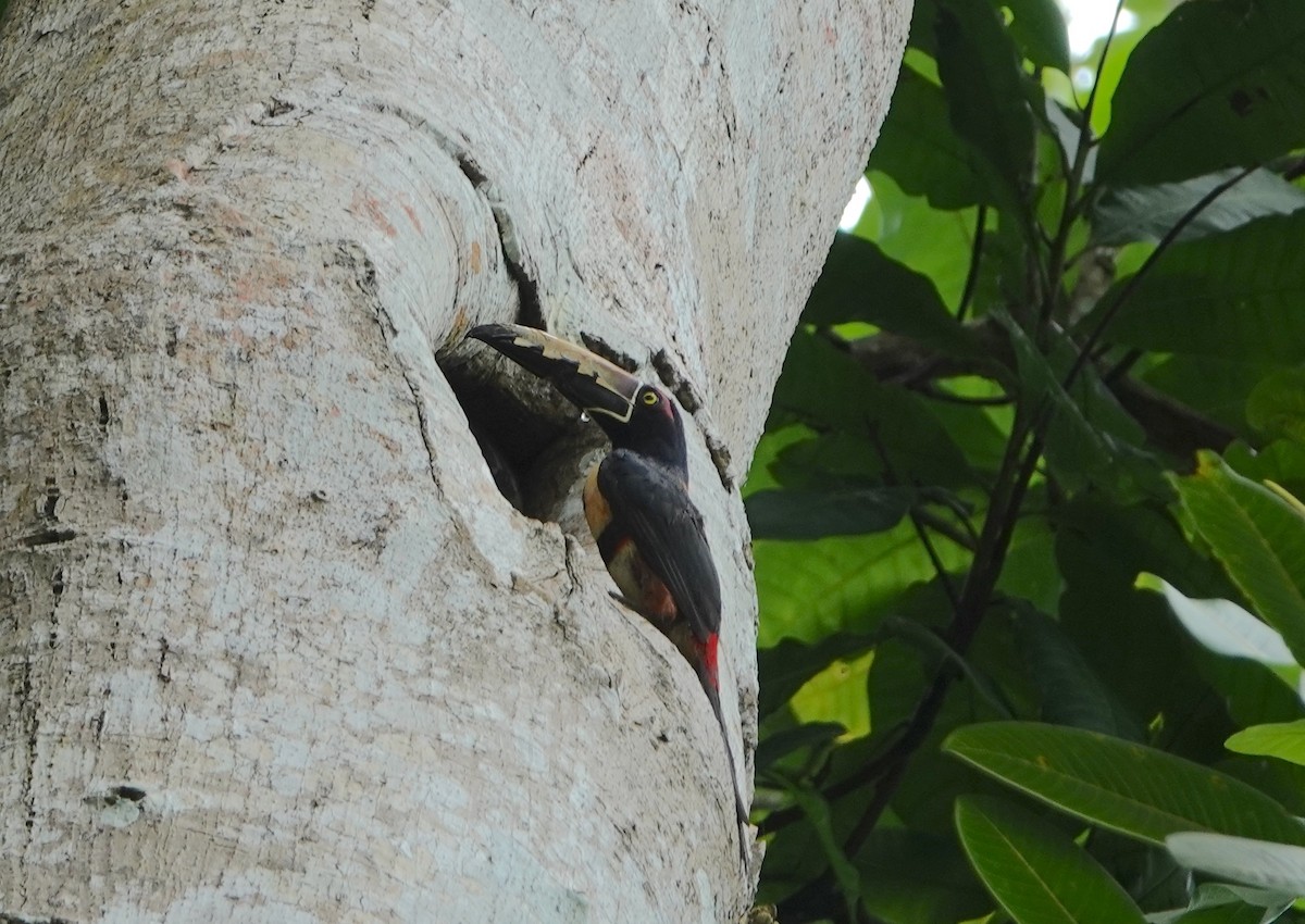 Collared Aracari - ML620514974