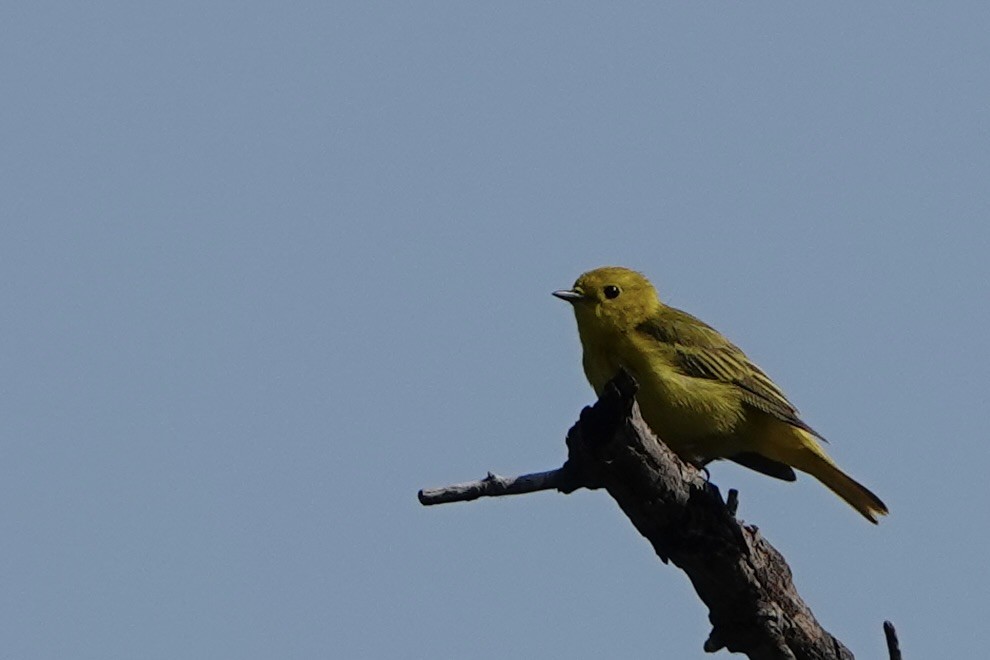 Yellow Warbler - ML620514975