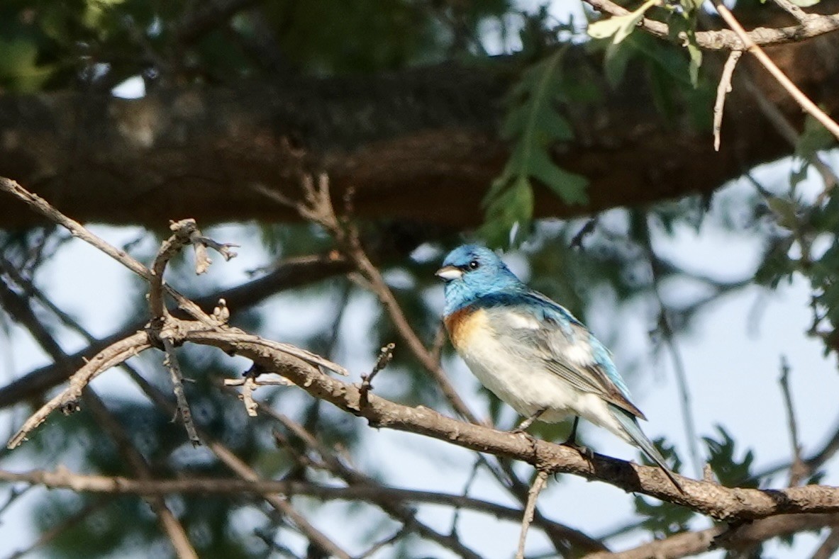 Lazuli Bunting - Brian Sharp