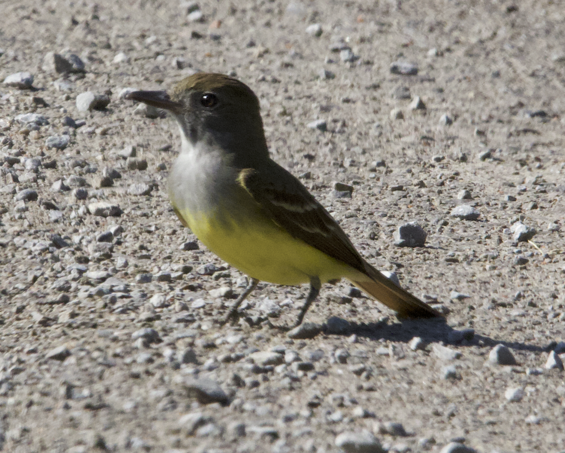 Great Crested Flycatcher - ML620514979