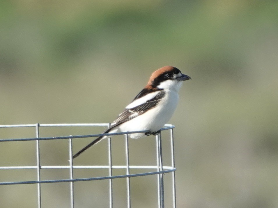 Woodchat Shrike - ML620514980