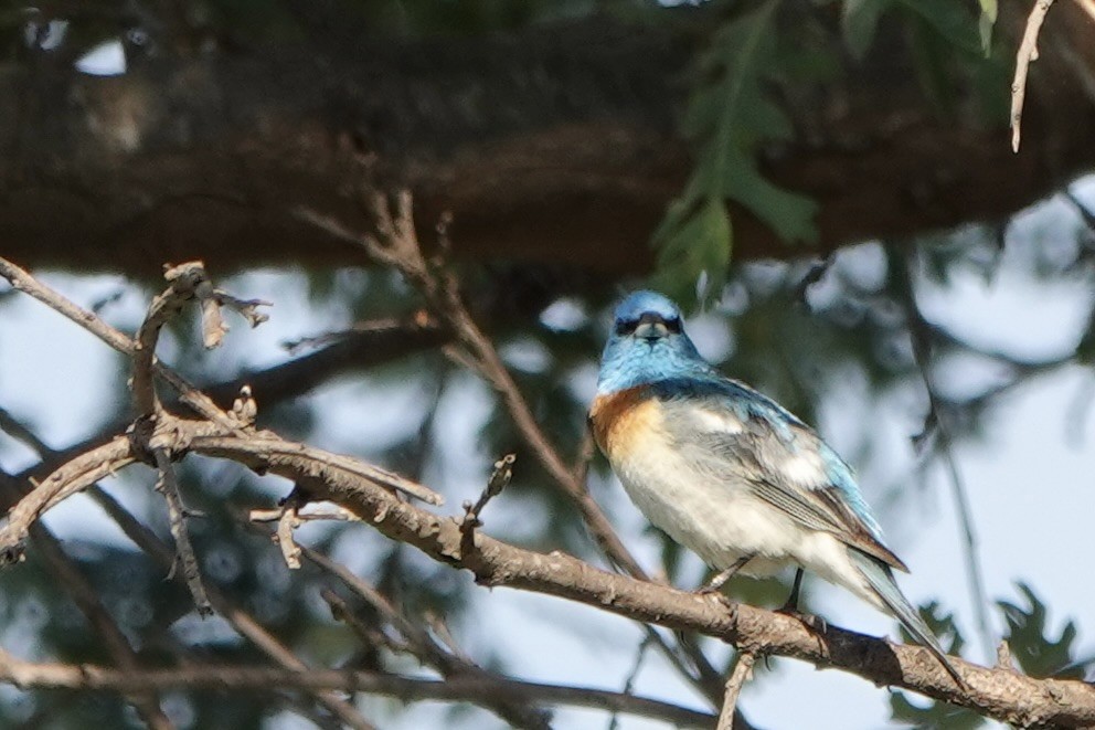 Lazuli Bunting - ML620514981