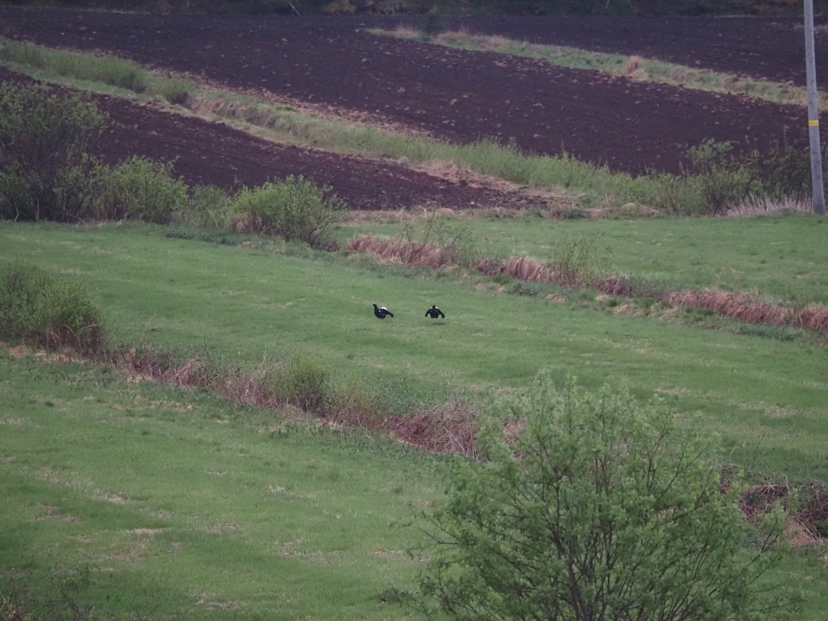 Black Grouse - ML620514983