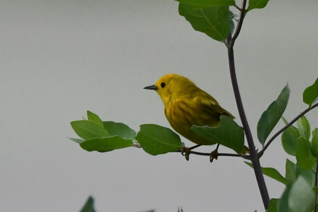 Yellow Warbler - ML620514986