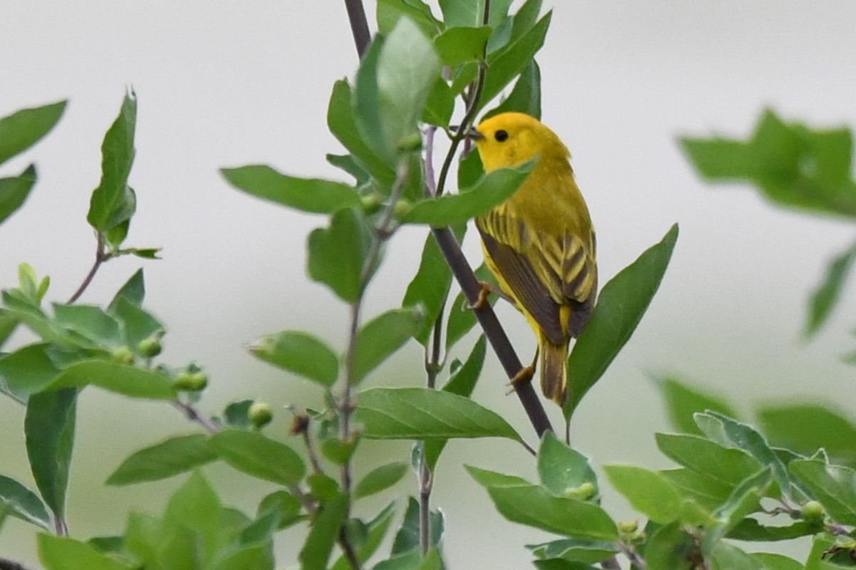 Yellow Warbler - ML620514987