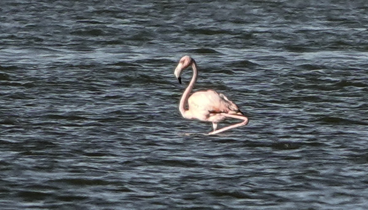 American Flamingo - ML620514994