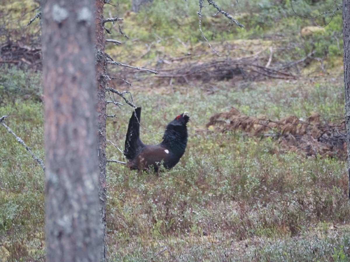 Western Capercaillie - ML620514995