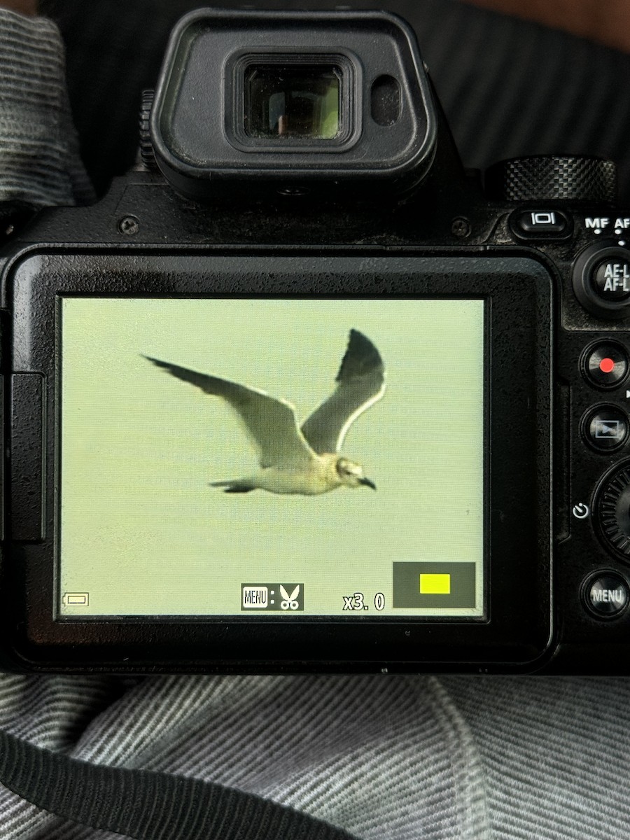 Mouette atricille - ML620514998