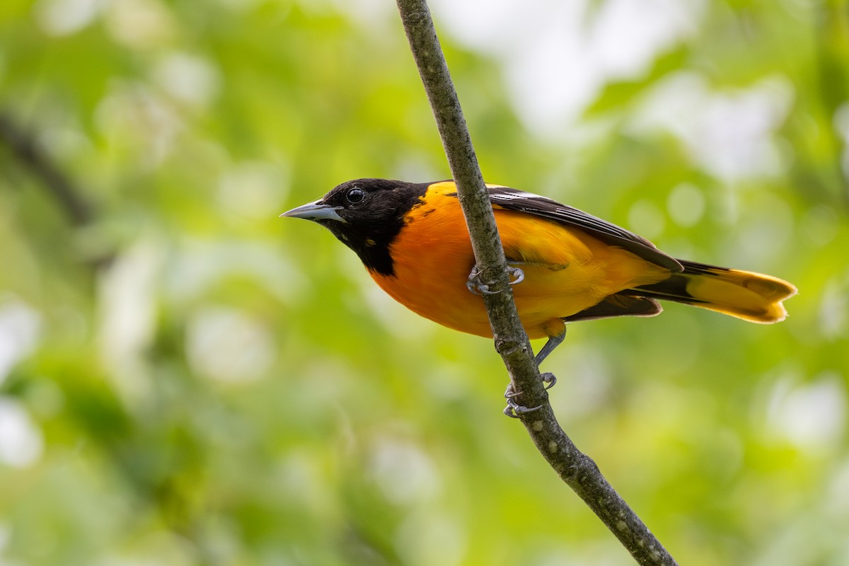 Baltimore Oriole - ML620515000