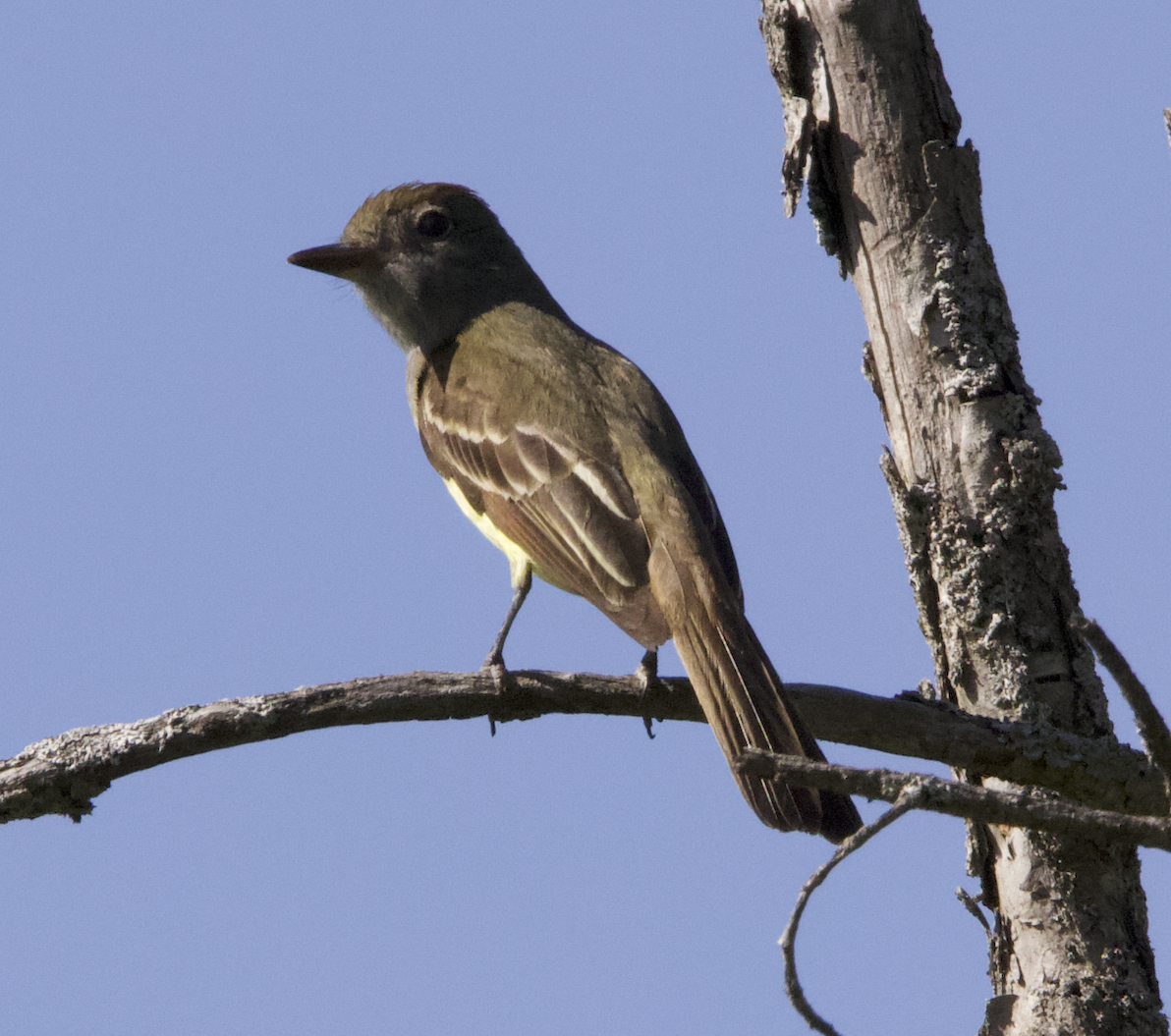 Great Crested Flycatcher - ML620515004