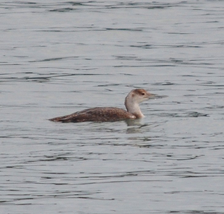 Common Loon - ML620515009