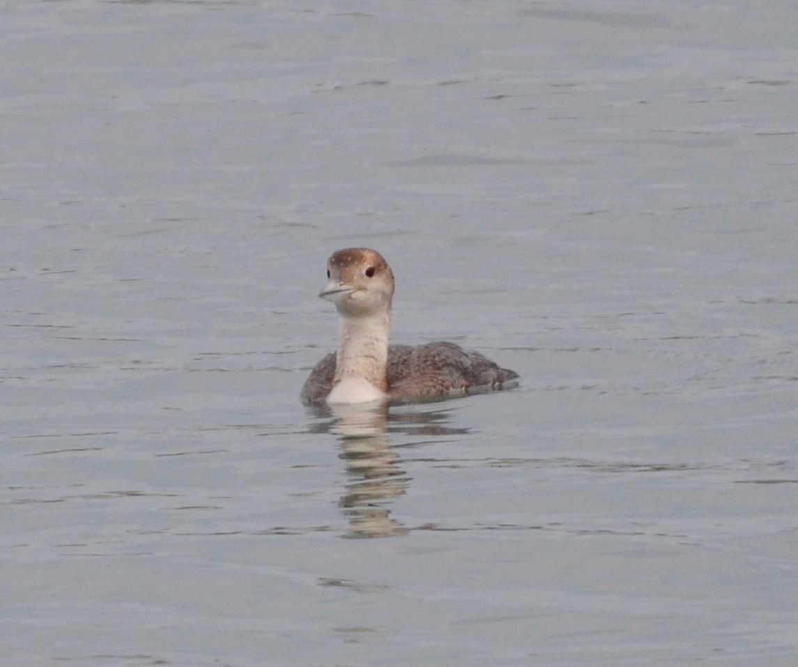 Common Loon - ML620515013