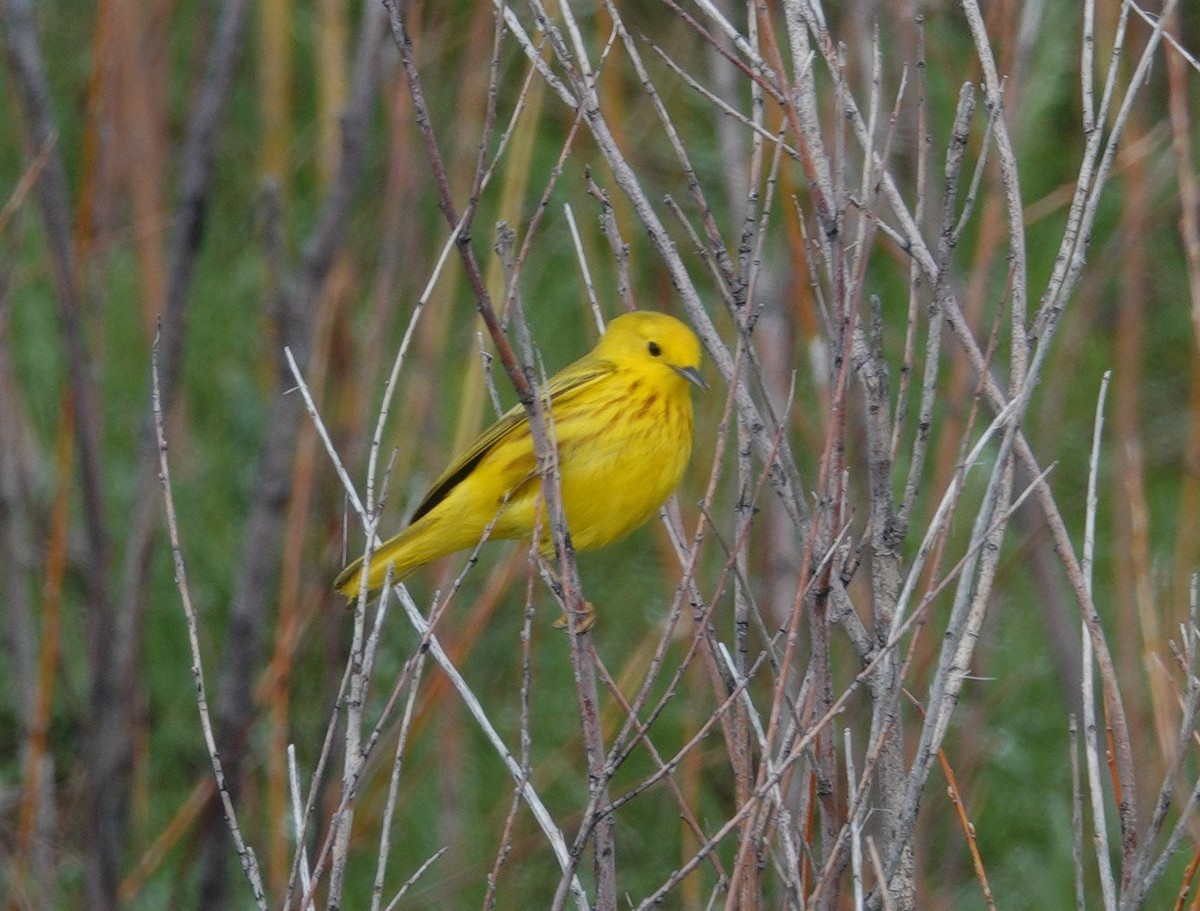 Yellow Warbler - ML620515020