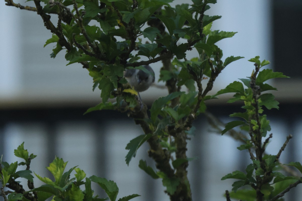 Tufted Titmouse - ML620515022