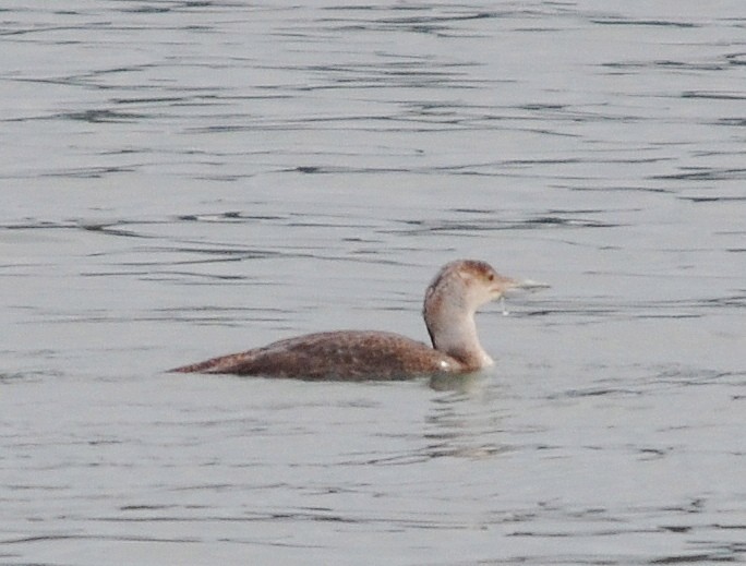 Common Loon - ML620515024