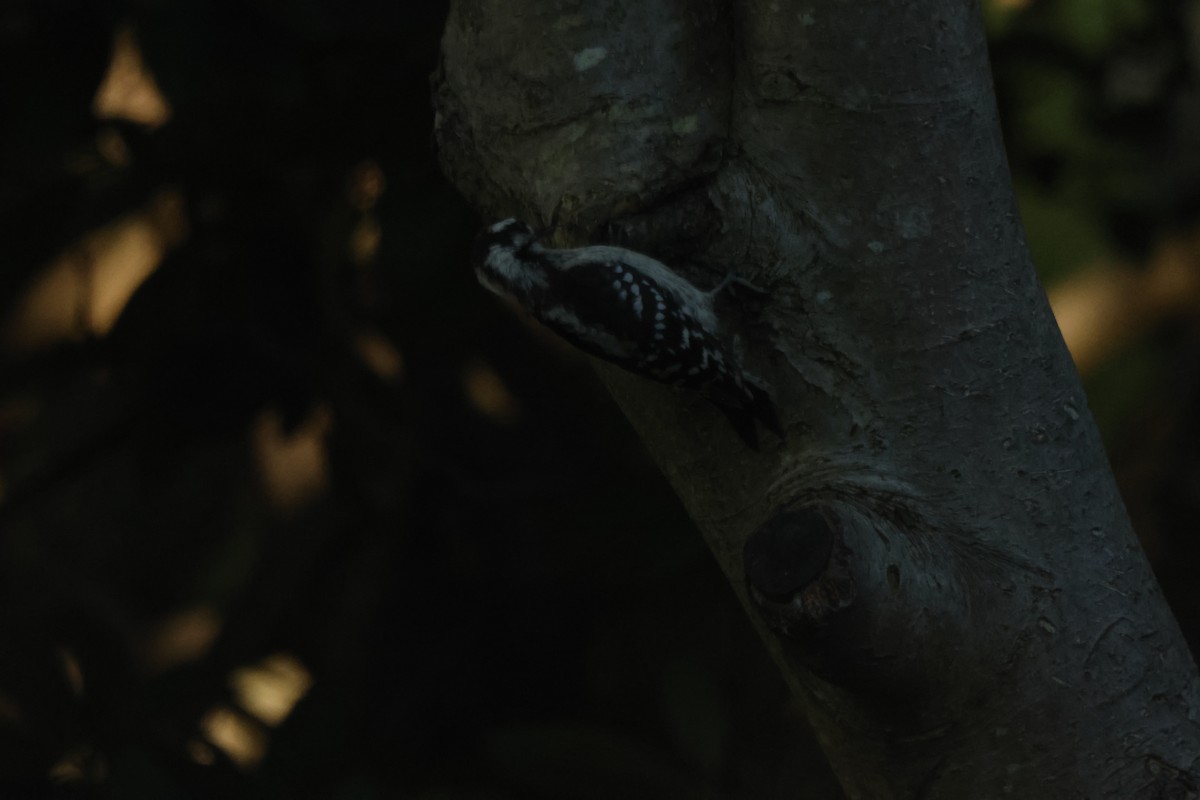 Downy Woodpecker - ML620515027