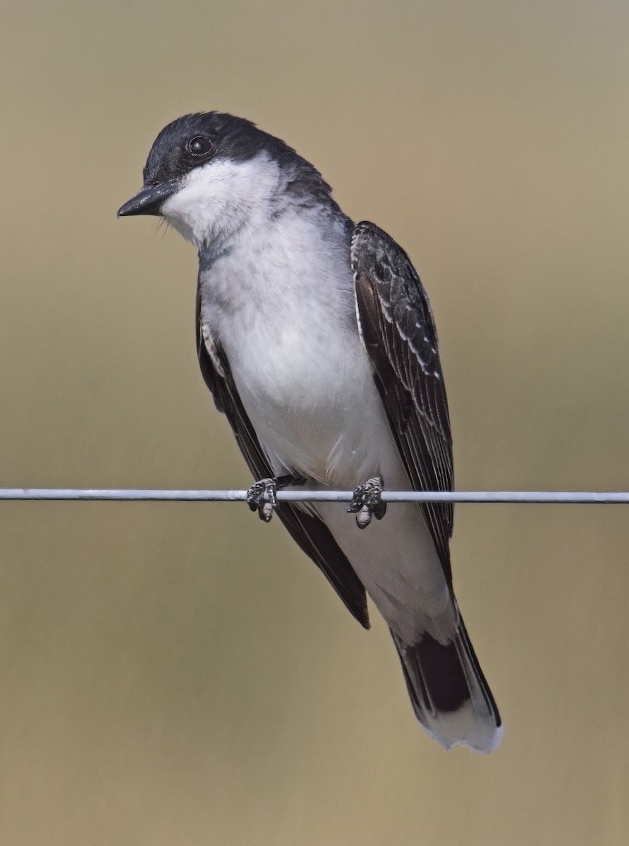 Eastern Kingbird - ML620515028