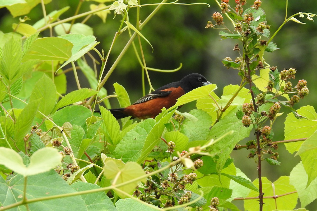 Orchard Oriole - Tom McNeil