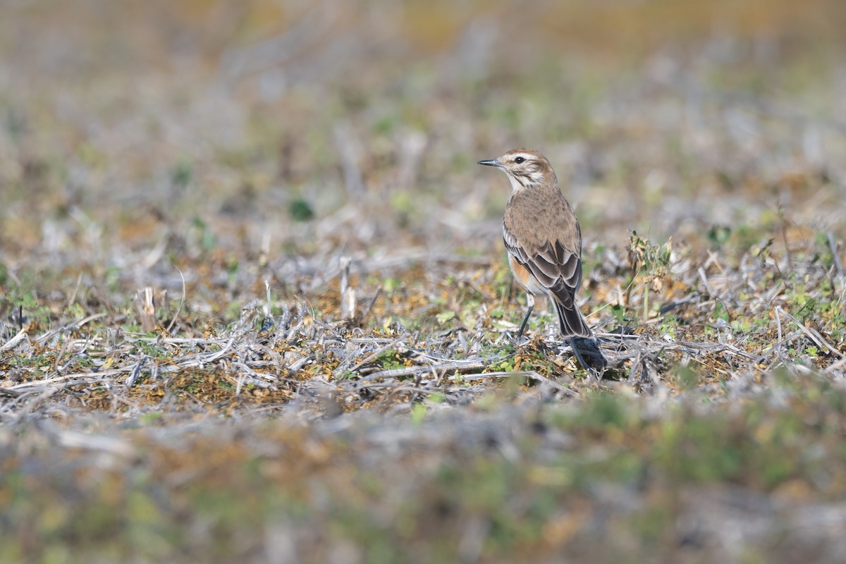 Rusty-backed Monjita - ML620515031