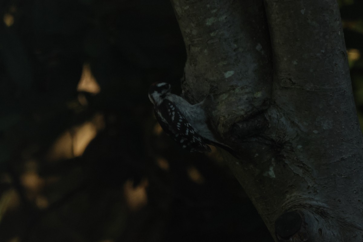 Downy Woodpecker - ML620515033