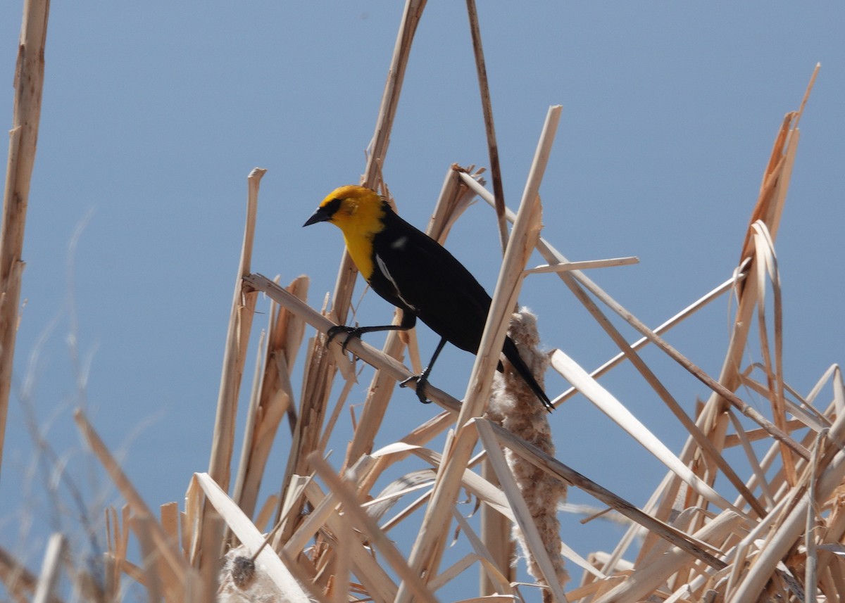 Yellow-headed Blackbird - ML620515035