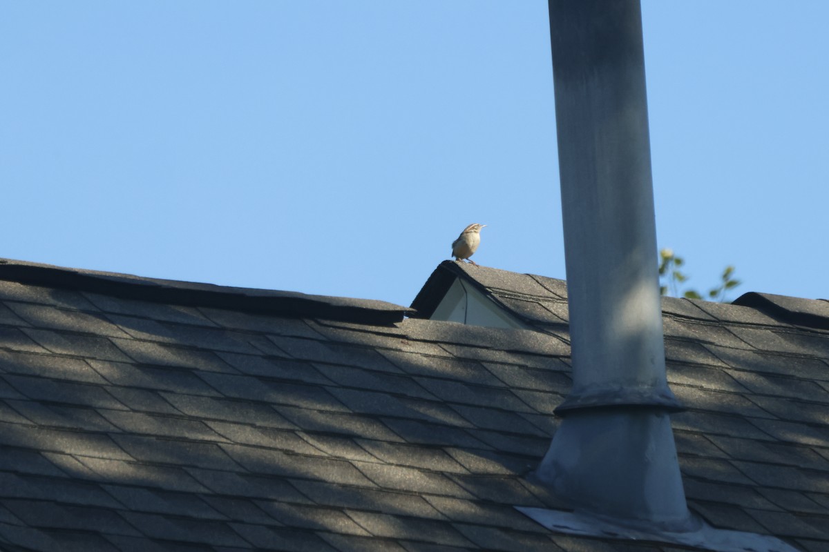 Carolina Wren - ML620515037