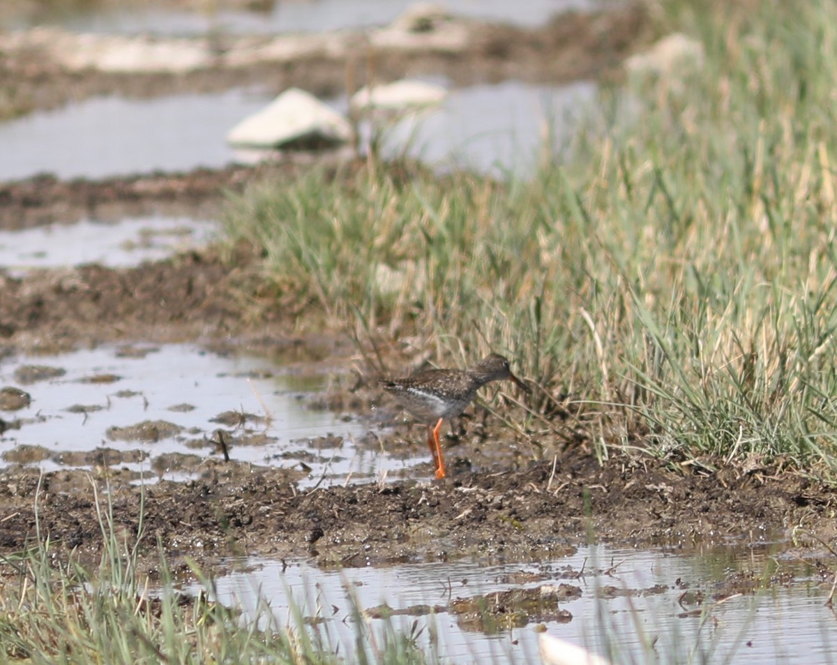 Common Redshank - ML620515041