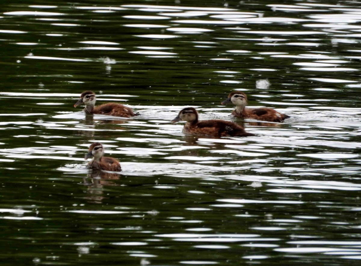 Wood Duck - ML620515044