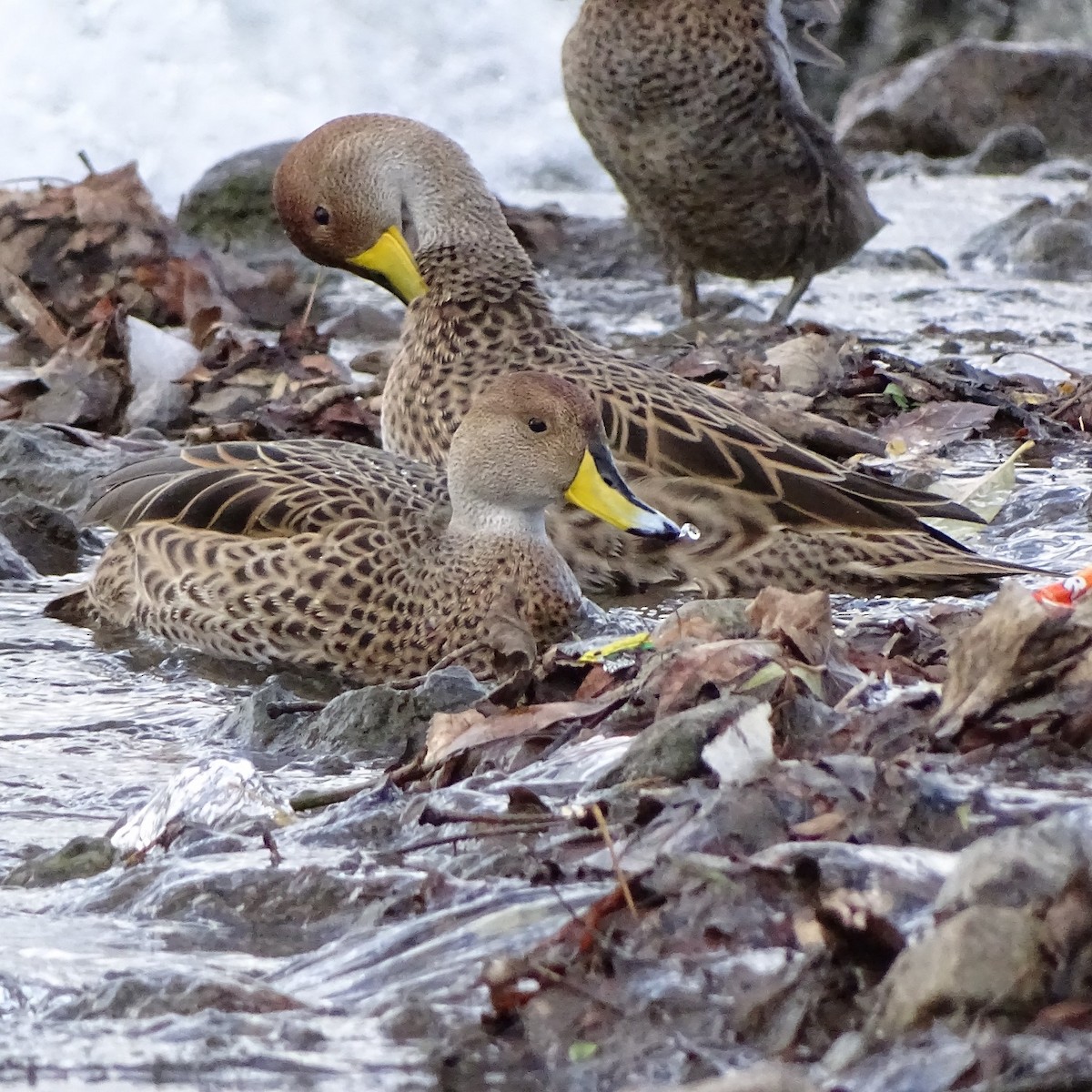 Yellow-billed Pintail - ML620515045