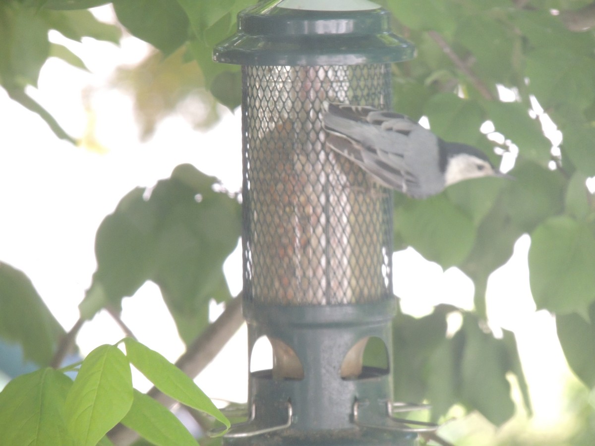 White-breasted Nuthatch - ML620515047