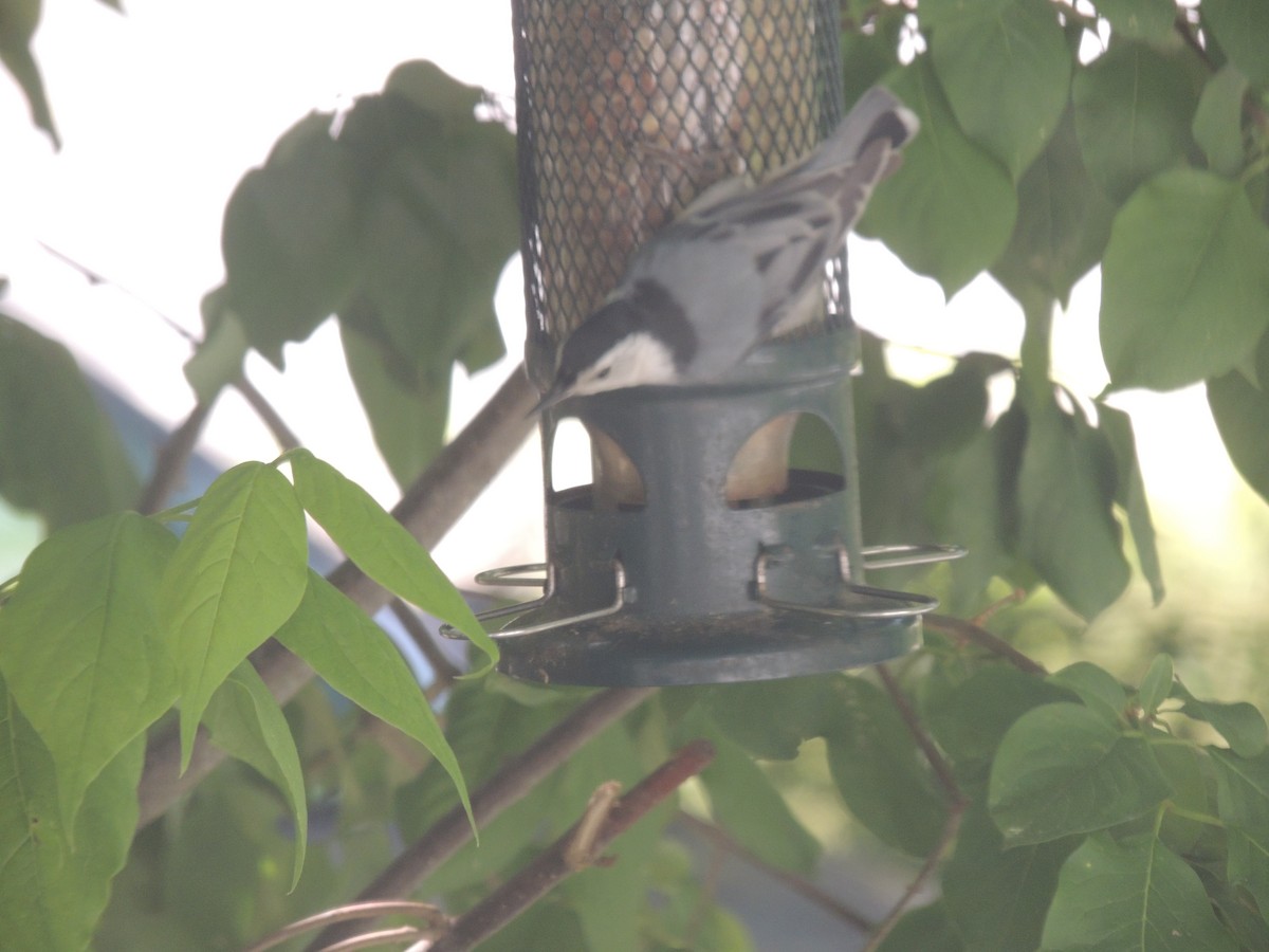 White-breasted Nuthatch - ML620515048