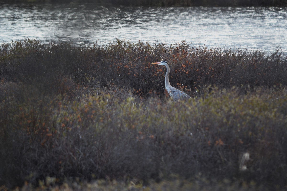 Great Blue Heron - Noah Brochu-Lessard