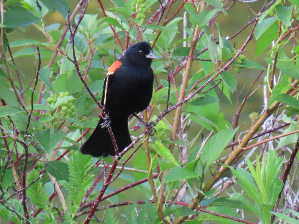 Red-winged Blackbird - ML620515050