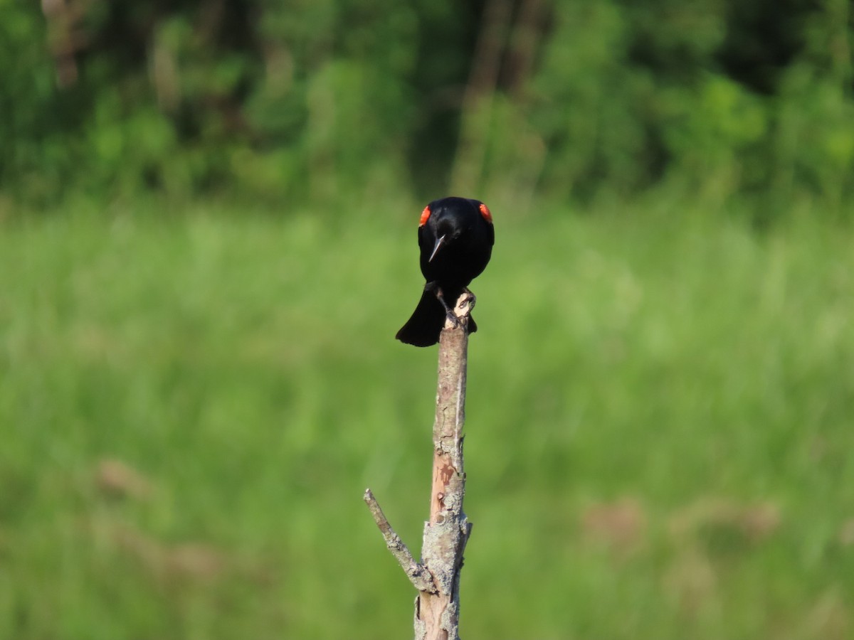 Red-winged Blackbird - Ericka Albright