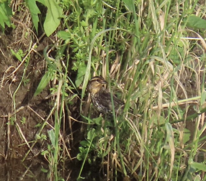 Red-winged Blackbird - Ericka Albright