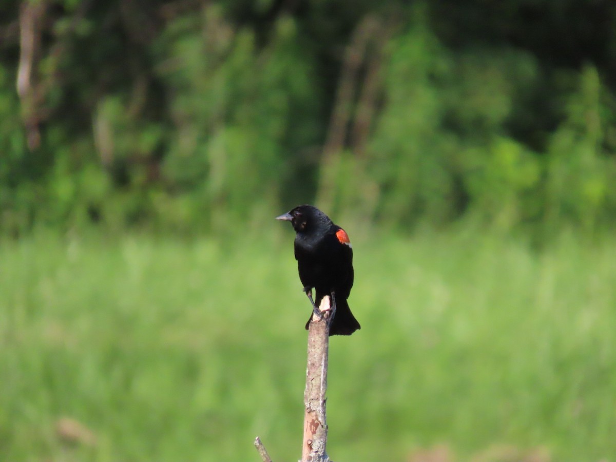 Red-winged Blackbird - ML620515053