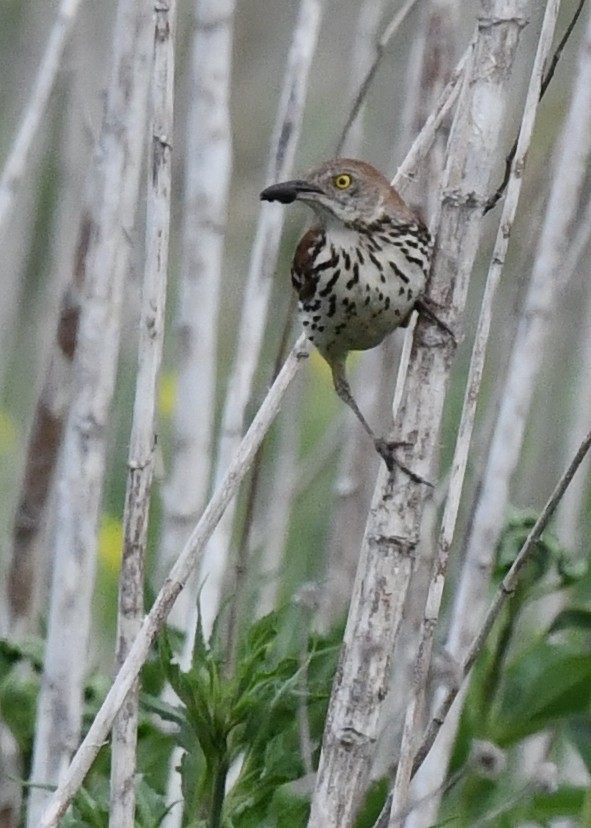 Brown Thrasher - ML620515055