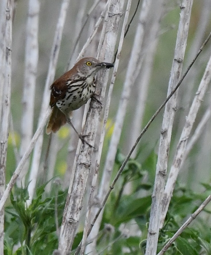 Brown Thrasher - ML620515056