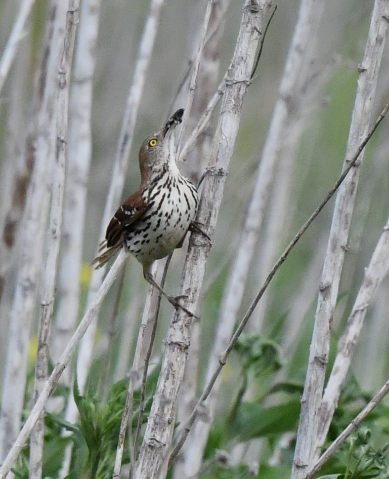 Brown Thrasher - ML620515059