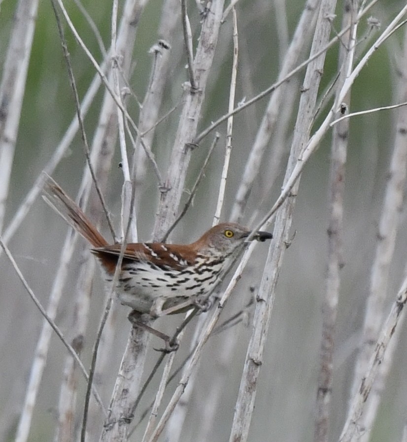 Brown Thrasher - ML620515060