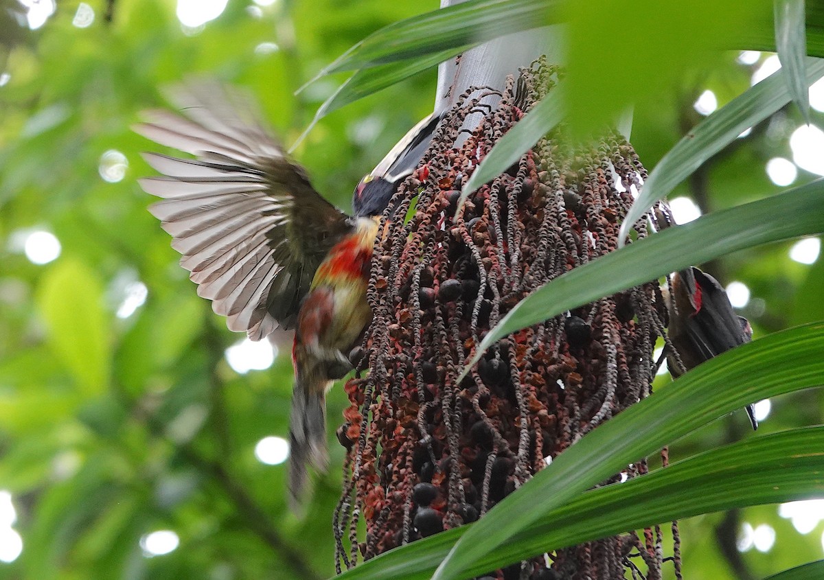 Collared Aracari - ML620515061