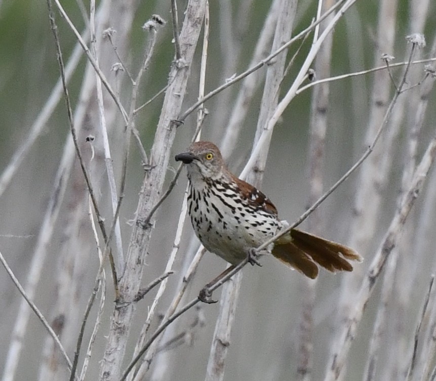 Brown Thrasher - ML620515062