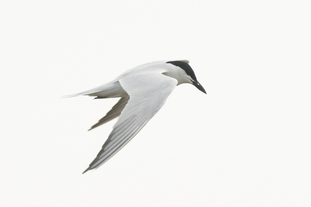Gull-billed Tern - Rusty H